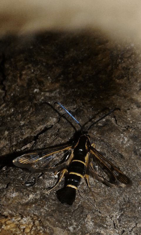 Sesiidae: Synanthedon spuleri o S. tibuliformis?  Synanthedon cfr. tipuliformis